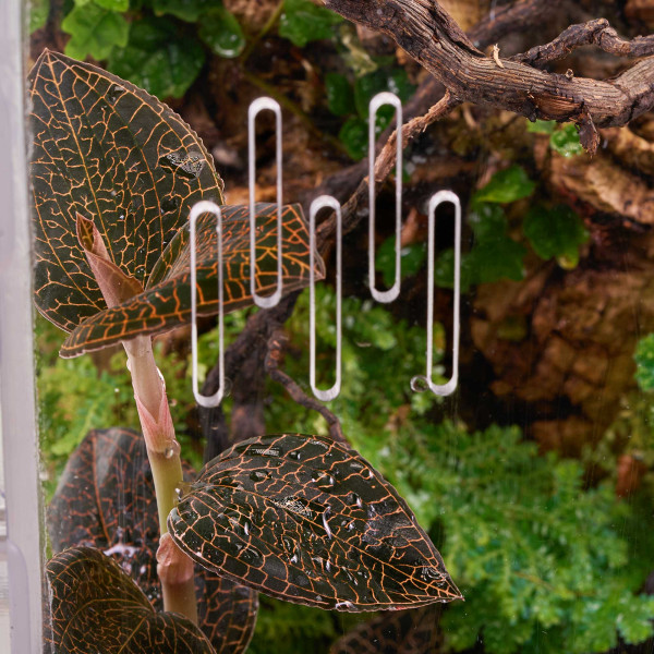Juwelorchideen Set: 3-4 verschiedene Juwelorchideen (Macodes) | Terrarium - WabiKusa Set