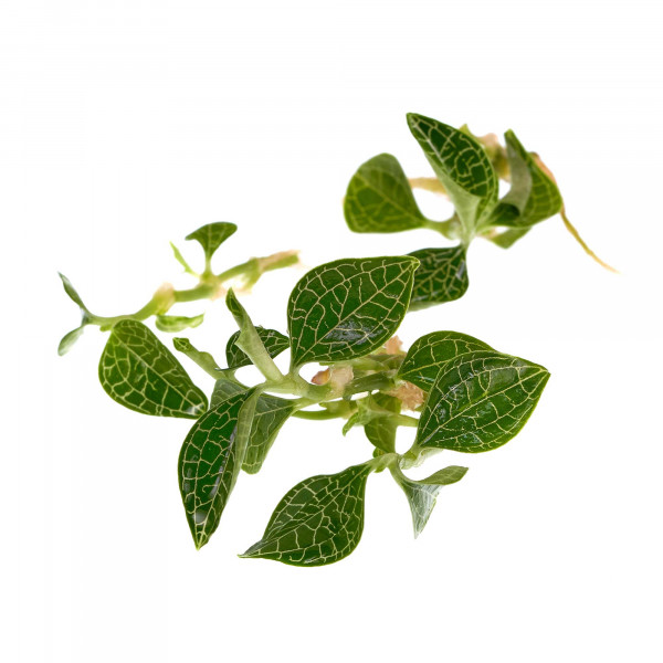 Macodes Anoectochilus roxburghii "Silver Mine"