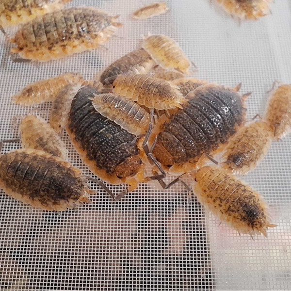 Porcellio sp. "Red Skirt" Assel - DNZ